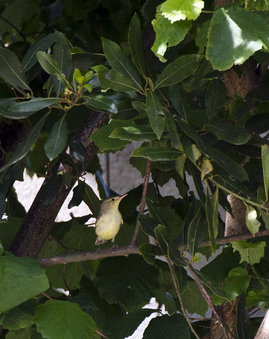 Beccafico o Canapino?